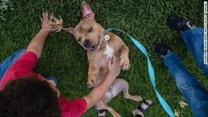 Maybe you would like to learn more about one of these? Fireworks And Pets How To Keep Animals Safe July 4 Cnn