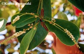 Image result for Terminalia phanerophlebia