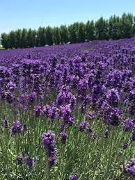 Lavender Farm Tomita Hokkaido