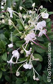 Image result for Rotheca