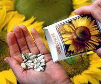 Sunflowers From Seed Growing Sunflowers From Seed Growing Sunflowers When To Plant Sunflowers