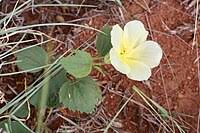 Image result for Hibiscus aethiopicus