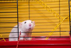 The History Of The Lab Rat Is Full Of Scientific Triumphs And Ethical Quandaries Science Smithsonian Magazine