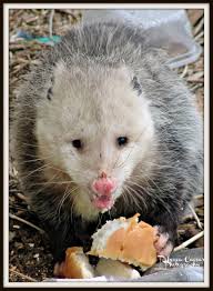 Creature of the Week: Opossum