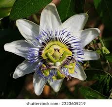Image result for Passifloraceae