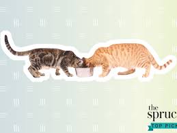 It ensures to give your pet the highest quality. The 9 Best Premium Dry Cat Foods Of 2021 According To A Veterinarian