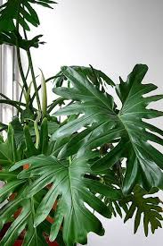 House Plants Pictures And Names Identifying House Plants Identifying House Plants Can Be Tricky Since Identifying House Plants Plants Tropical House Plants