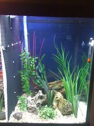 Here these various special photographs to give you smart ideas, maybe you will agree that these are very cool. Tank Divider 30 Gallon Tank Diy Do It Yourself Forum 83746