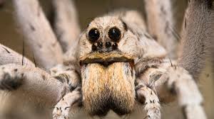 Learn more about this type of spider in new jersey including prevention tips. Arctic Wolf Spiders Are Getting Bigger And It Could Slow Part Of Climate Change Teen Vogue