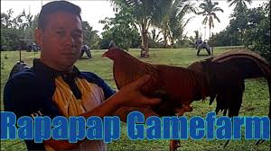Visit dragon warrior gamefarm in this link boyetjacinto888 for more videos please subscribe to our. Download Very Beautiful Farm Rapapap Gf Raffy Rapapap Yulo Mp3 Mp4 3gp Flv Download Lagu Mp3 Gratis