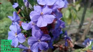 Image result for Barleria hirta