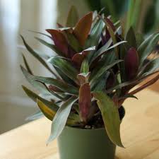 Image result for Tradescantia spathacea
