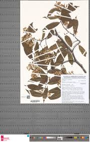 Image result for Securidaca welwitschii