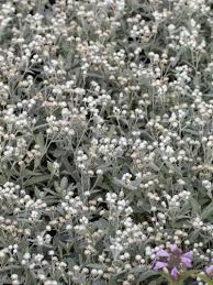 Versand von perlkörbchen, anaphalis alpicola, anaphalis margaritacea, anaphalis triplinervis. Stauden Stade Versand Shop Anaphalis Triplinervis Silberregen Perlkorbchen Silberimmortelle Hier Bestellen