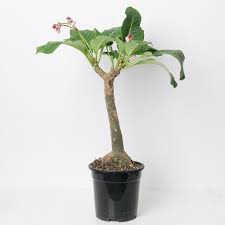 Image result for Impatiens mildbraedii