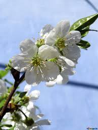 Alberi da frutto, piante e fioridi marta randone. Primi Fiori Primaverili Immagine Fiori Degli Alberi Da Frutto Immagines Primavera 24032 Torange Biz