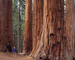 Gambar Sequoia National Park, California