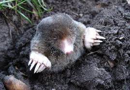 Image result for plašič krtků z pet lahve