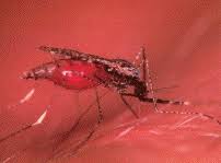 Malárie malárie plasmodium falciparum původce „tropické malárie (maligní terciána) neimunní osoby: Malaria Control Net Czech National Team O P S