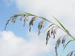 Image result for Themeda