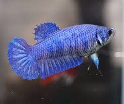 Live Betta Fish Fancy Royal Blue Tiger Hmpk Halfmoon Plakat Female Fhp146 Betta Fish Betta Blue Tigers