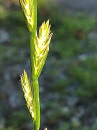 Image result for Lolium multiflorum