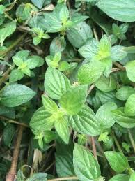 Image result for Pouzolzia guineensis