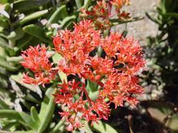 Image result for Crassula perfoliata