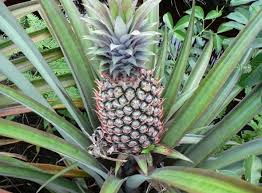 Kali ini saya ingin share sedikit tentang cara menanam bibit buah sesuai petunjuk pakar pertanian. Cara Menanam Nanas Yang Baik Dan Benar