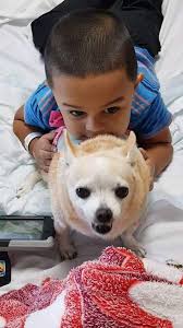 Puerto Rico Therapy Dogs, Inc.
