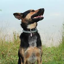 With the parents of this breed having similar temperaments, i.e., their loyalty and work drive, expect the same to reciprocate on this pup. Nero S Welt Der Podenco Schaferhund Mix Posts Facebook