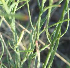 Image result for Thamnosma rhodesica