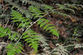 Image result for Blotiella glabra