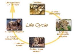 Life Cycle Of A Lion Yahoo Image Search Results Lion Life Cycle Life Cycles Animal Life Cycles