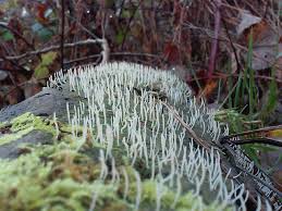 Image result for Multiclavula mucida