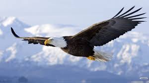 Birds That Look Like Bald Eagles Flying Eagle Wallpaper Eagle Pictures Bald Eagle Eagles