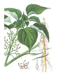 Image result for Boehmeria nivea