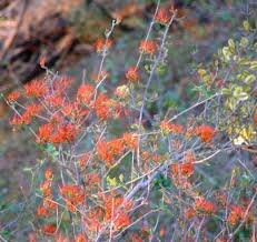 Image result for Combretum microphyllum