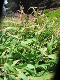 Image result for Digitaria diagonalis