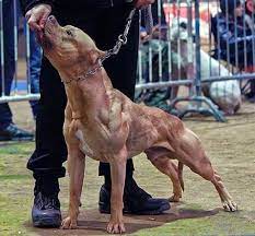 The World S 15 Most Aggressive Dog Breeds Pethelpful