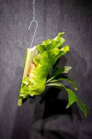 Image result for Platycerium stemaria