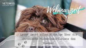 Die Nierendiat Beim Hund Vet Dogs Dein Online Tierarzt