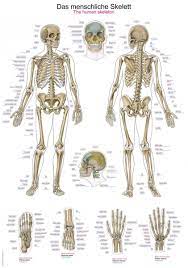 Human muscle system, the muscles of the human body that work the skeletal system, that are under voluntary control, and that are concerned with movement, posture, and balance. Chart The Human Skeleton 50x70cm Size 50 X 70 Cm Anatomical Charts Erler Zimmer