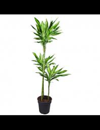 Pnghunter is a stock image website where you can find transparent png images for your design project. Piante Verdi Quadrifoglio Garden Center