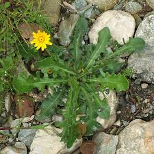 Image result for Hypochaeris radicata