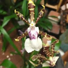 4444 tamiami trail n., suite 4, naples, fl, 34103. Twigs Florists Naples Fl Phone Number Yelp