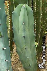 Its dramatic color is amazing, even more stunning in the middle of green plants. Myrtillocactus Geometrizans Bilberry Cactus Whortleberry Cactus Blue Candle Toptropicals Com