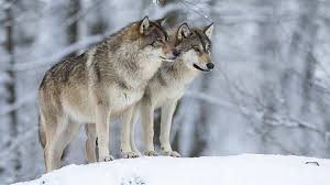 Перевод слова wolves, американское и британское произношение, транскрипция, словосочетания, примеры использования. Wild Wolves Return To Germany After Being Almost Extinct Cgtn