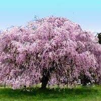 The weeping cherry, which was born as a mutation in edo higan, inherits the longevity characteristics of edo higan. 36 Weeping Cherry Pendula Plena Rosea Ideas Weeping Cherry Tree Plants Ornamental Trees