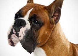 They have a playful personality & are an ideal family pet. Boxer Dog Breed Information Guide All About Boxers